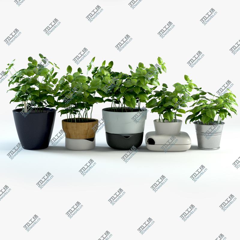 images/goods_img/20210313/Spice Herbs Collection/2.jpg